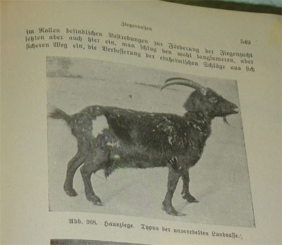 Deutsche Landrasse