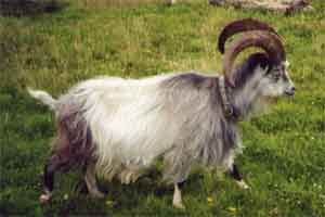 Ginge Bock