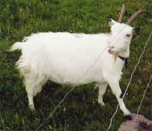 Ginge Ziege