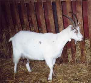 Jmt Ziege
